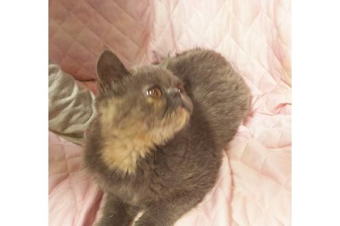 成約済の愛知県のエキゾチックショートヘア-8416の3枚目