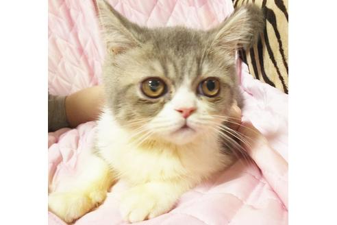 成約済の愛知県のエキゾチックショートヘア-8554