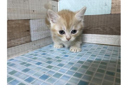 成約済の群馬県のミヌエット-8525の3枚目