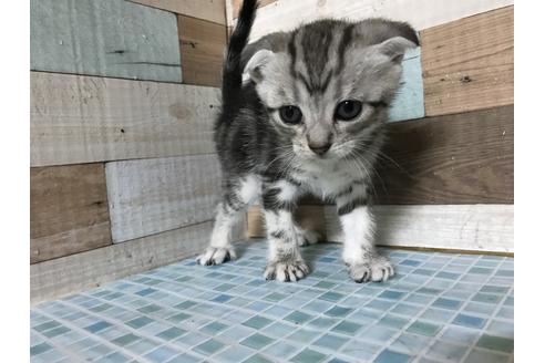 成約済の群馬県のその他の猫種-8570の6枚目