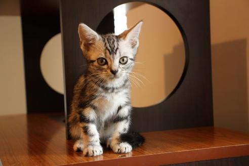 成約済の大阪府のアメリカンショートヘア-8189の3枚目