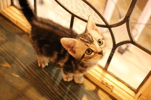 成約済の大阪府のアメリカンショートヘア-8188の3枚目