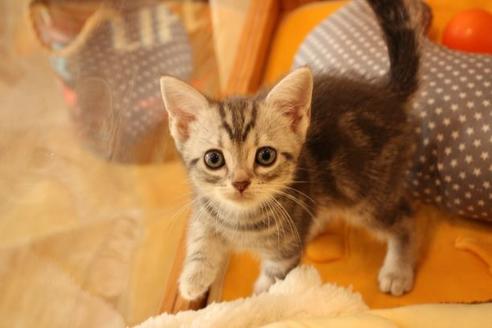 成約済の大阪府のアメリカンショートヘア-8186