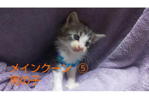 成約済の岐阜県のメインクーン-8657