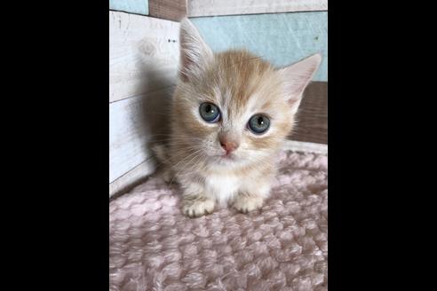 成約済の群馬県のミヌエット-8525の1枚目