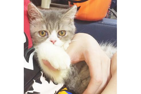 成約済の愛知県のエキゾチックショートヘア-8554の3枚目