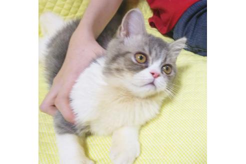 成約済の愛知県のエキゾチックショートヘア-8554の2枚目