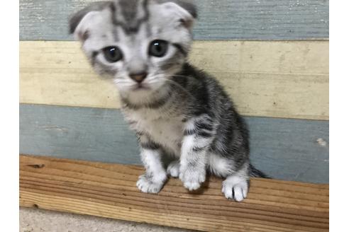 成約済の群馬県のその他の猫種-8570の4枚目