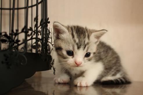 成約済の大阪府のスコティッシュフォールド-8712の1枚目