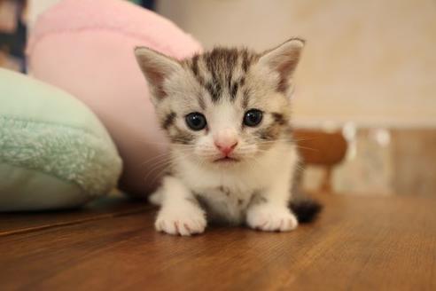 成約済の大阪府のスコティッシュフォールド-8712の3枚目