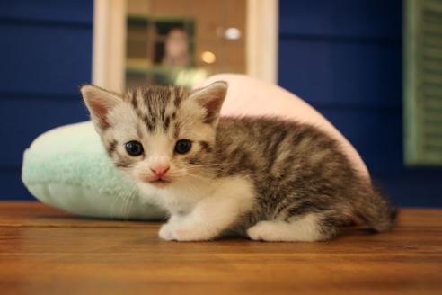 成約済の大阪府のスコティッシュフォールド-8712の2枚目