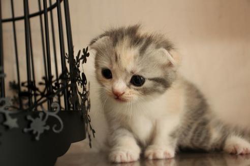 成約済の大阪府のスコティッシュフォールド-8713の1枚目