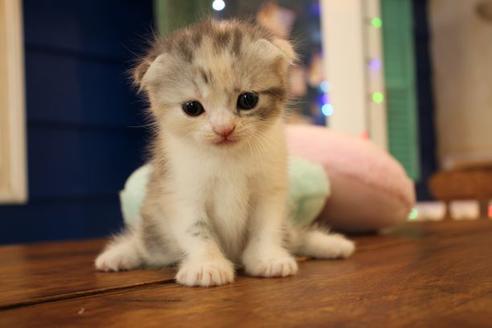 成約済の大阪府のスコティッシュフォールド-8713の3枚目