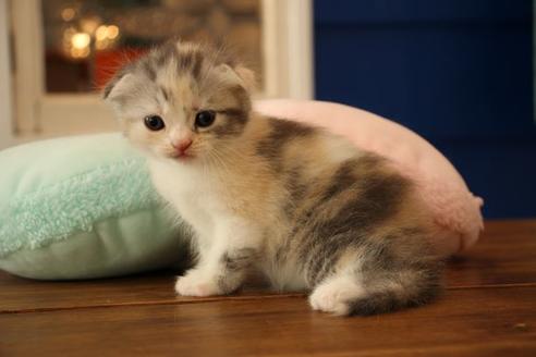 成約済の大阪府のスコティッシュフォールド-8713の2枚目