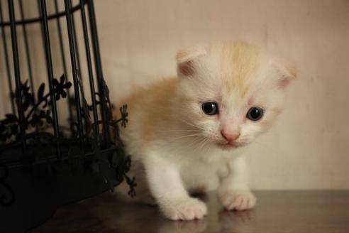 成約済の大阪府のスコティッシュフォールド-8714の7枚目