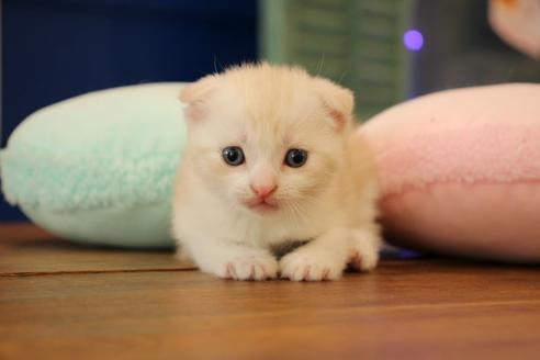 成約済の大阪府のスコティッシュフォールド-8714の6枚目