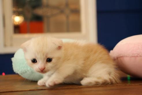 成約済の大阪府のスコティッシュフォールド-8714の5枚目