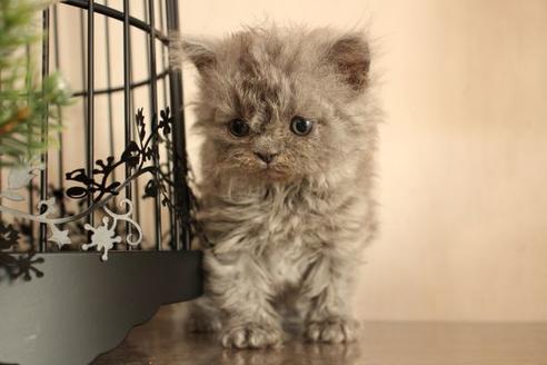 成約済の大阪府のセルカークレックス-8715の7枚目