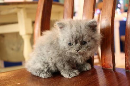 成約済の大阪府のセルカークレックス-8715の6枚目