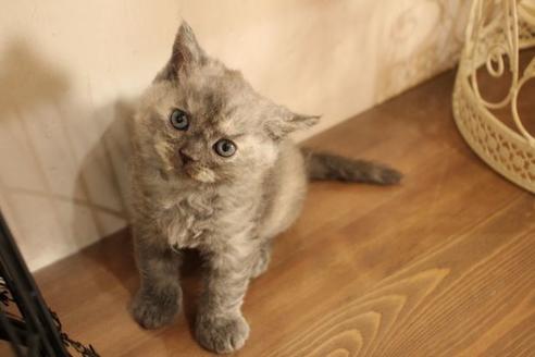 成約済の大阪府のセルカークレックス-8716の7枚目