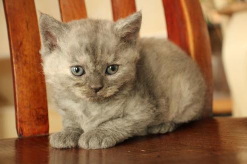 成約済の大阪府のセルカークレックス-8716の6枚目