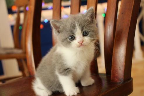 成約済の大阪府のセルカークレックス-8717の1枚目