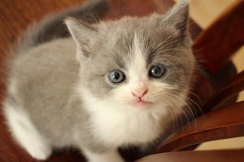 成約済の大阪府のセルカークレックス-8717の3枚目