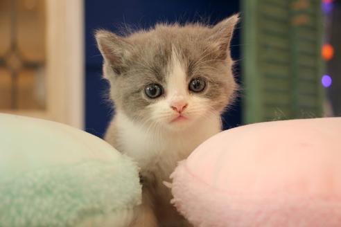 成約済の大阪府のセルカークレックス-8717の2枚目