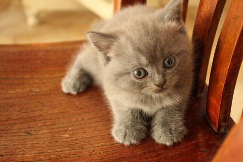 成約済の大阪府のセルカークレックス-8718の7枚目