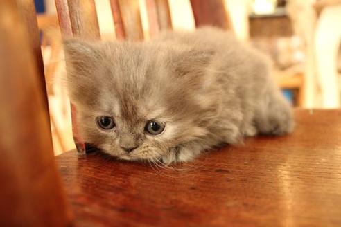 成約済の大阪府のセルカークレックス-8719の4枚目