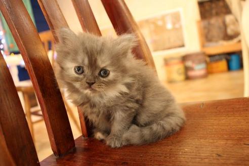 成約済の大阪府のセルカークレックス-8719の3枚目