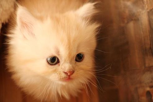 成約済の大阪府のセルカークレックス-8720の3枚目