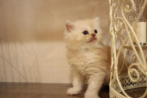 成約済の大阪府のセルカークレックス-8720の2枚目