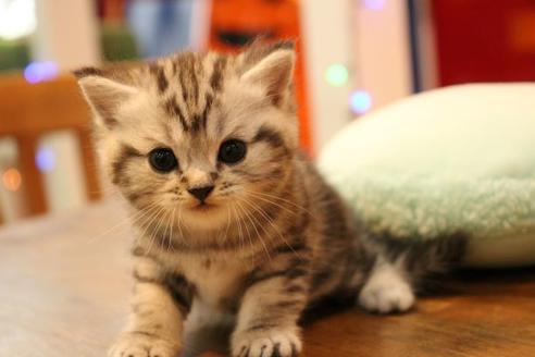 成約済の大阪府のマンチカン-8721の7枚目