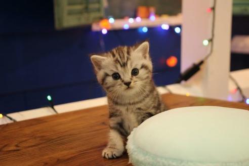 成約済の大阪府のマンチカン-8721の6枚目