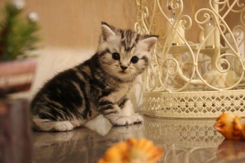 成約済の大阪府のマンチカン-8721の5枚目