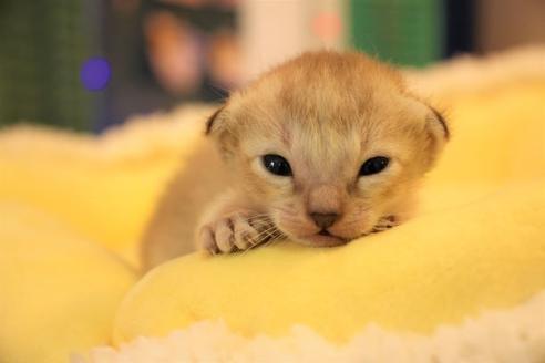 成約済の大阪府のシンガプーラ-8722の7枚目