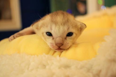 成約済の大阪府のシンガプーラ-8723の5枚目