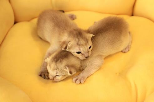 成約済の大阪府のシンガプーラ-8723の4枚目