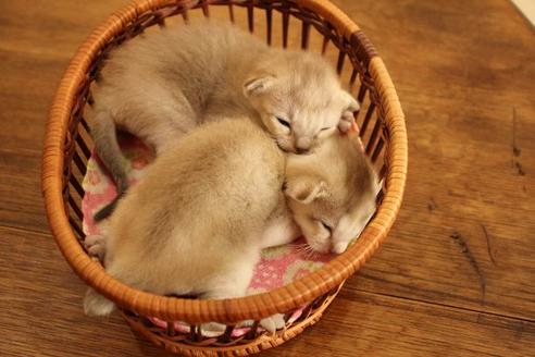 成約済の大阪府のシンガプーラ-8723の3枚目