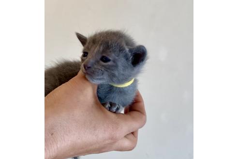 成約済の東京都のロシアンブルー-8763の10枚目