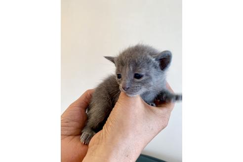 成約済の東京都のロシアンブルー-8763の9枚目