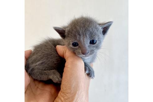 成約済の東京都のロシアンブルー-8763の8枚目