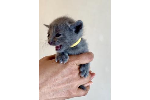 成約済の東京都のロシアンブルー-8763の7枚目