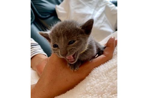 成約済の東京都のロシアンブルー-8763の6枚目