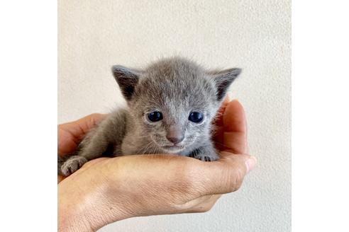 成約済の東京都のロシアンブルー-8764の13枚目