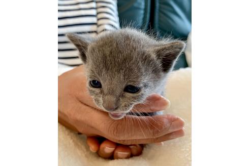 成約済の東京都のロシアンブルー-8764の12枚目