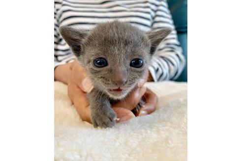 成約済の東京都のロシアンブルー-8765の13枚目