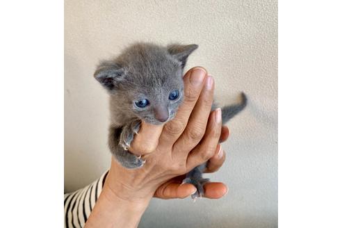 成約済の東京都のロシアンブルー-8765の12枚目