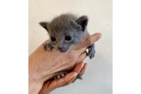 成約済の東京都のロシアンブルー-8766の5枚目